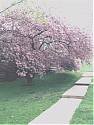 Walking to Carriage House