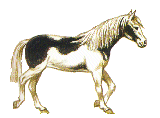 Horse Rearing Up