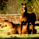 Horse in Meadow