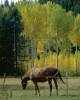 Two Horses in A Meadow