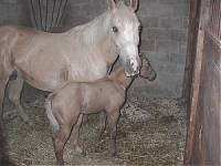 El Gran Mesquite
