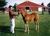Nate at Horse Show