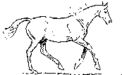 Animated White Horse