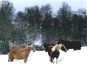 Winter Horse Scene #1